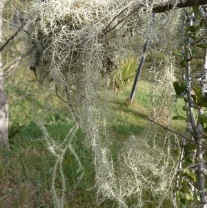 Usnea sp. (genus) at Charleys Forest, NSW - suppressed