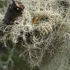 Usnea sp. (genus) at Charleys Forest, NSW - suppressed