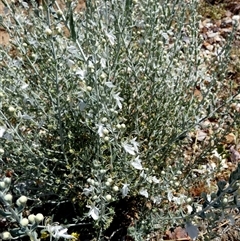 Teucrium racemosum at Bedourie, QLD - 21 Aug 2024 by Paul4K