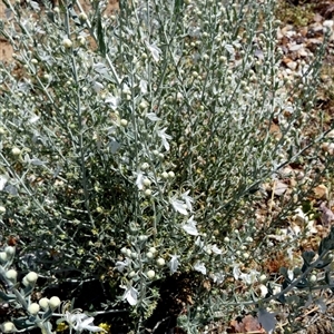 Teucrium racemosum at Bedourie, QLD - 21 Aug 2024 11:48 AM