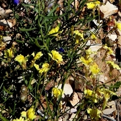 Scaevola sp. at Bedourie, QLD - 21 Aug 2024 by Paul4K