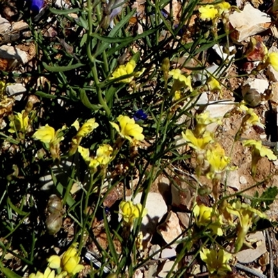 Scaevola sp. at Bedourie, QLD - 21 Aug 2024 by Paul4K