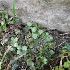 Marchantia sp. (genus) (A Liverwort) at Charleys Forest, NSW - 27 Sep 2024 by arjay