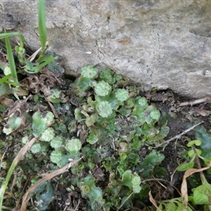 Marchantia sp. (genus) at Charleys Forest, NSW - 27 Sep 2024