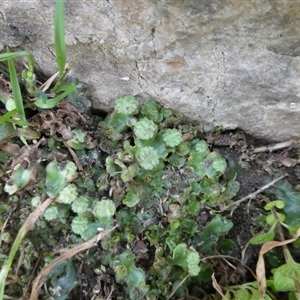 Marchantia sp. (genus) at Charleys Forest, NSW - 27 Sep 2024