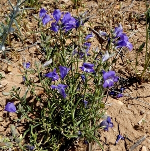 Eremophila goodwinii subsp. goodwinii at Bedourie, QLD by Paul4K