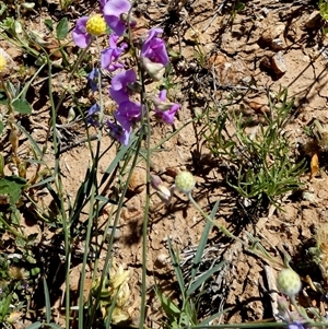 Swainsona sp. at Amaroo, QLD - 21 Aug 2024