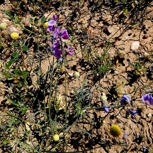 Swainsona sp. at Amaroo, QLD - 21 Aug 2024