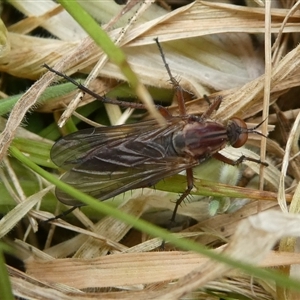 Therevidae (family) at Charleys Forest, NSW - 27 Sep 2024