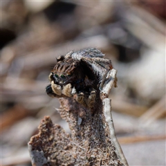 Maratus vespertilio at Throsby, ACT - 28 Sep 2024