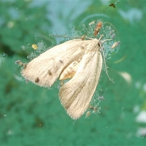 Lepidoptera unclassified ADULT moth at Charleys Forest, NSW - 27 Sep 2024