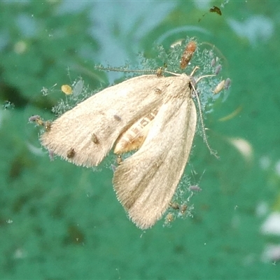 Lepidoptera unclassified ADULT moth (Unidentified - Moth) at Charleys Forest, NSW - 27 Sep 2024 by arjay