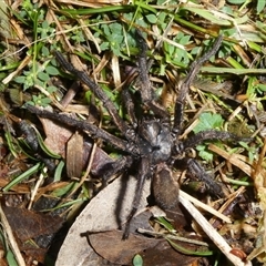 Arbanitis sp. (genus) (An armoured trapdoor spider) at Charleys Forest, NSW - 26 Sep 2024 by arjay