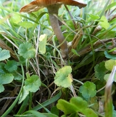 zz agaric (stem; gill colour unknown) at Charleys Forest, NSW - 26 May 2024 by arjay