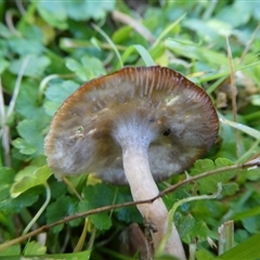 zz agaric (stem; gill colour unknown) at Charleys Forest, NSW - suppressed