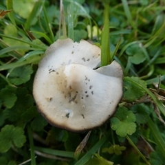 zz agaric (stem; gill colour unknown) at Charleys Forest, NSW - 26 May 2024