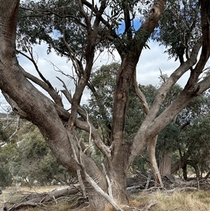 Eucalyptus dives at Lawson, ACT - 28 Sep 2024 10:27 AM