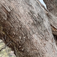 Eucalyptus dives at Lawson, ACT - 28 Sep 2024 10:27 AM