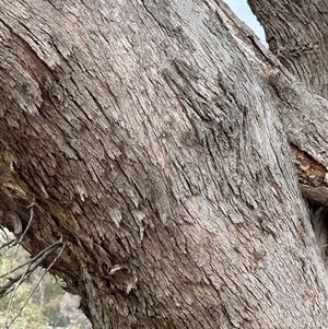 Eucalyptus dives at Lawson, ACT - 28 Sep 2024