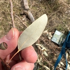 Eucalyptus dives at Lawson, ACT - 28 Sep 2024