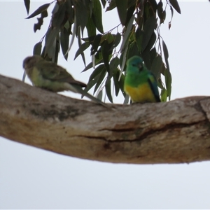 Psephotus haematonotus at Lawson, ACT - 28 Sep 2024