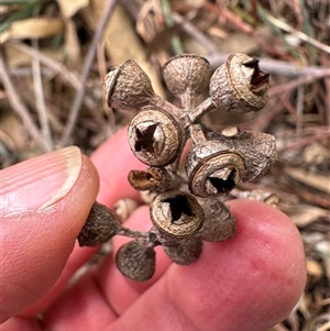 Eucalyptus blakelyi at Lawson, ACT - 28 Sep 2024