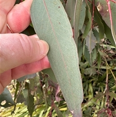 Eucalyptus blakelyi at Lawson, ACT - 28 Sep 2024