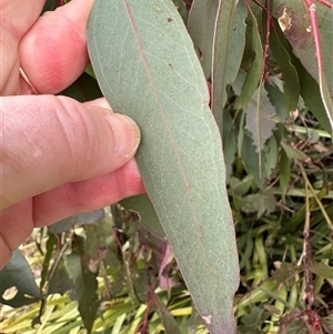 Eucalyptus blakelyi at Lawson, ACT - 28 Sep 2024