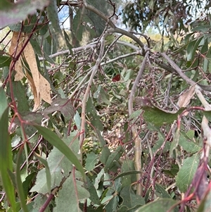 Eucalyptus blakelyi at Lawson, ACT - 28 Sep 2024