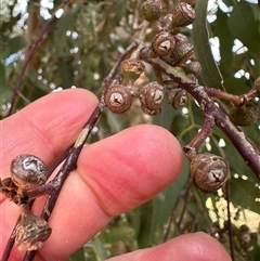 Eucalyptus blakelyi at Lawson, ACT - 28 Sep 2024