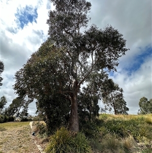 Eucalyptus blakelyi at Lawson, ACT - 28 Sep 2024