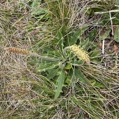 Plantago varia (Native Plaintain) at Lawson, ACT - 28 Sep 2024 by lbradley