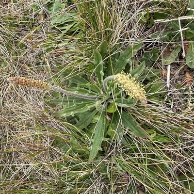 Plantago varia (Native Plaintain) at Lawson, ACT - 28 Sep 2024 by lbradley