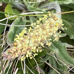 Plantago varia at Lawson, ACT - 28 Sep 2024