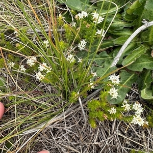 Asperula conferta at Lawson, ACT - 28 Sep 2024