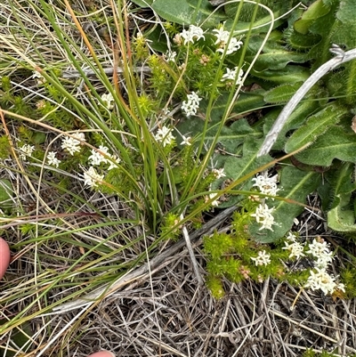 Asperula conferta (Common Woodruff) at Lawson, ACT - 28 Sep 2024 by lbradley