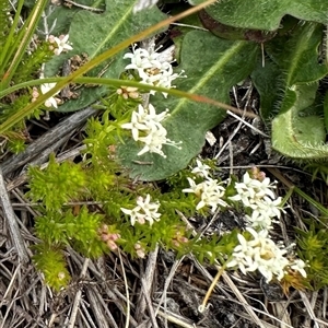 Asperula conferta at Lawson, ACT - 28 Sep 2024 11:29 AM