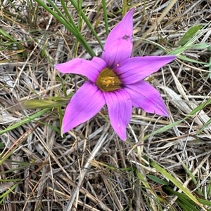 Romulea rosea at Lawson, ACT - 28 Sep 2024