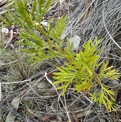 Grevillea sp. (Grevillea) at Aranda, ACT - 28 Sep 2024 by lbradley