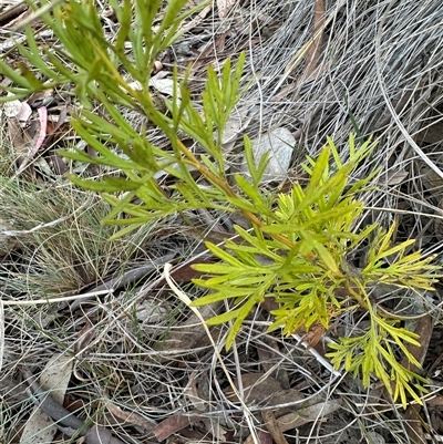 Grevillea (genus) (Grevillea) at Aranda, ACT - 28 Sep 2024 by lbradley