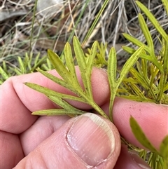 Grevillea sp. at Aranda, ACT - 28 Sep 2024 04:53 PM