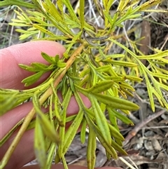 Grevillea sp. at Aranda, ACT - 28 Sep 2024