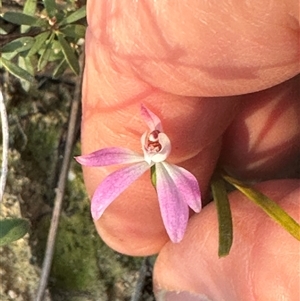 Caladenia fuscata at Aranda, ACT - suppressed