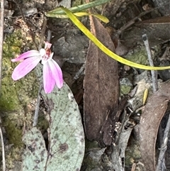 Caladenia fuscata at Aranda, ACT - suppressed