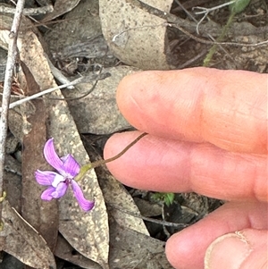 Glossodia major at Aranda, ACT - 28 Sep 2024