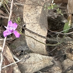 Glossodia major at Aranda, ACT - 28 Sep 2024