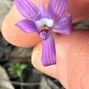 Glossodia major at Aranda, ACT - 28 Sep 2024