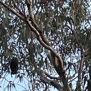 Callocephalon fimbriatum at Greenleigh, NSW - 28 Sep 2024