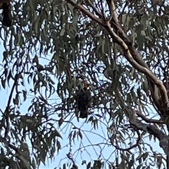 Callocephalon fimbriatum at Greenleigh, NSW - 28 Sep 2024