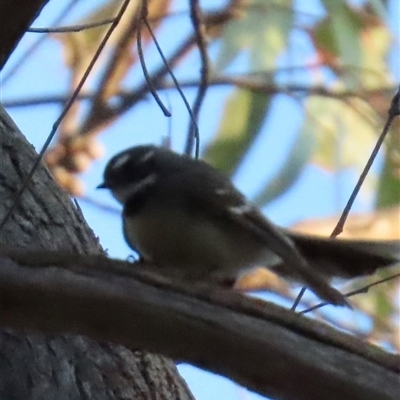 Rhipidura albiscapa (Grey Fantail) at Aranda, ACT - 28 Sep 2024 by lbradley